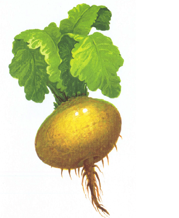 Turnip, um die Leistung zu erhöhen