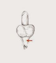 Kraftmuskeln und deren Anspannung zur Steigerung der Kraft